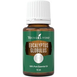 Eucalyptus globulus